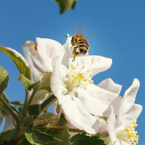 Bin på en blomma av vita körsbärsblommor — Stockfoto