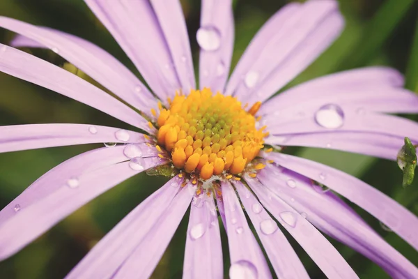 Beautiful violet daisy — Stock Photo, Image