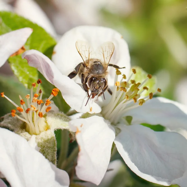 Ape su un fiore dei fiori ciliegio bianchi — Foto Stock