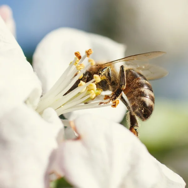 Närbild av honungsbiet i körsbär blommar — Stockfoto