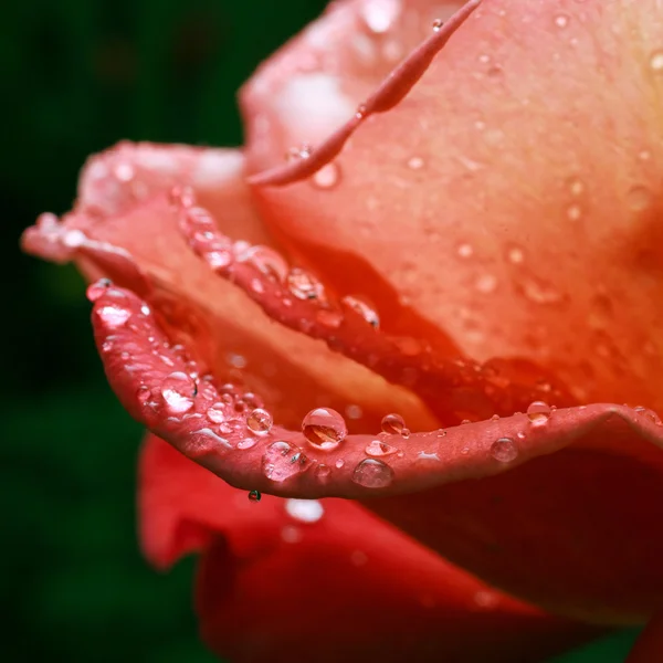 Рожева троянда з краплями роси — стокове фото