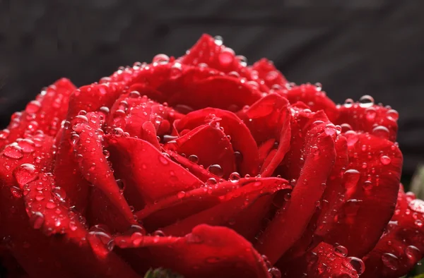 Gotas de orvalho em rosa — Fotografia de Stock