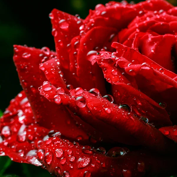 Краплі роси на троянді — стокове фото