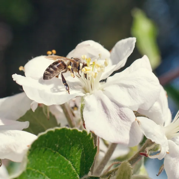 Bin på en blomma av vita körsbärsblommor — Stockfoto