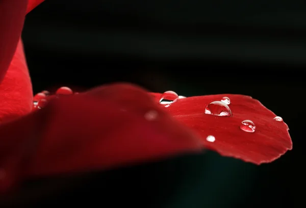 Gotas de rocío en las hojas de rosas rojas — Foto de Stock