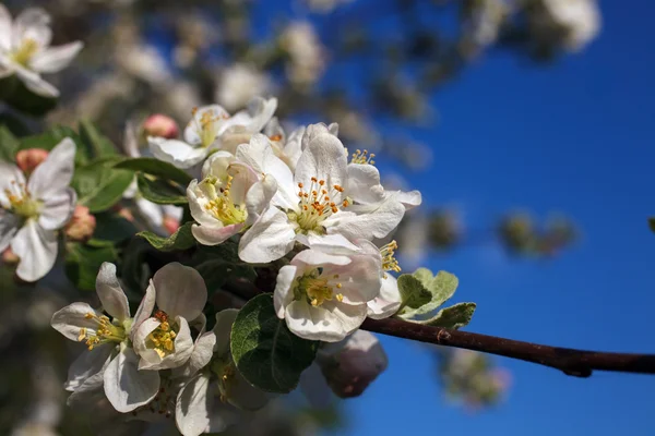 Flor de cerejeira no céu azul backgraund — Fotografia de Stock