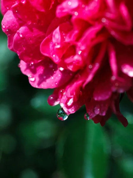 Beautiful fresh red wet flower heads, over green natural background — стоковое фото