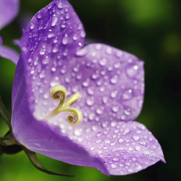 With drops of dew — Stock Photo, Image