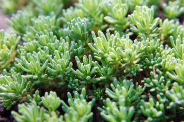 Bahçedeki çiçekler