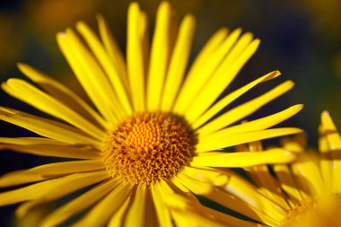 Sarı çiçek bahar zaman çiçek açması