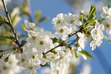 beyaz çiçekler dalda açan