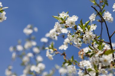 beyaz çiçekler dalda açan