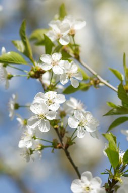 beyaz çiçekler dalda açan