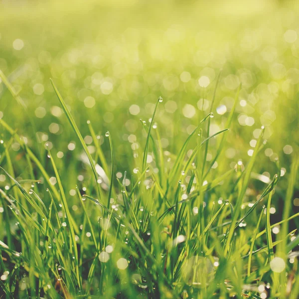 Erba verde con gocce d'acqua — Foto Stock