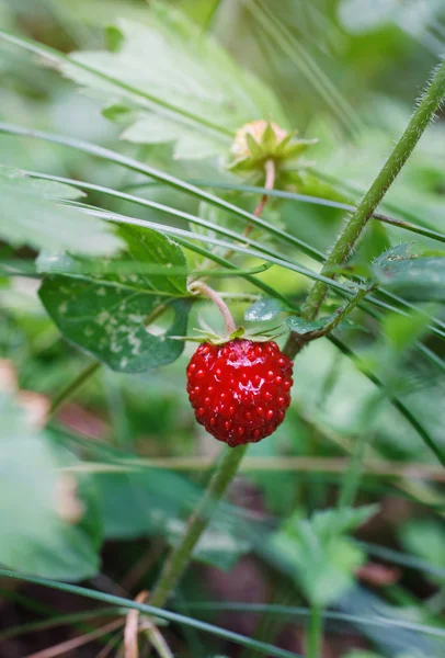 Fresas rojas frescas — Foto de Stock