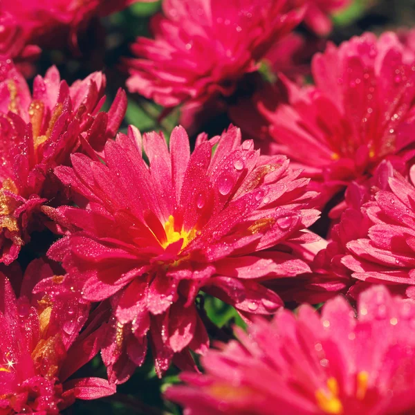 Flores de crisantemo rosa —  Fotos de Stock