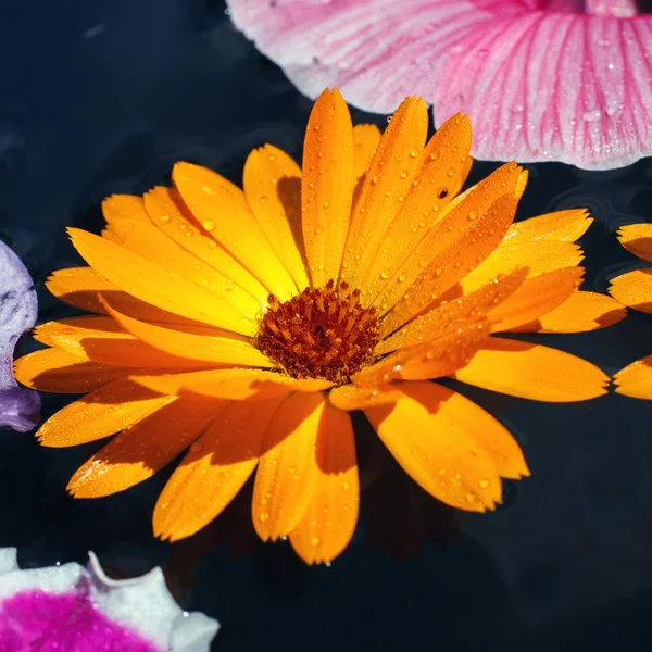 Flor de caléndula amarillo —  Fotos de Stock