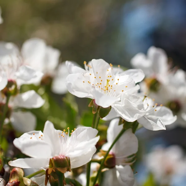 Vita blommor som blommar på gren — Stockfoto