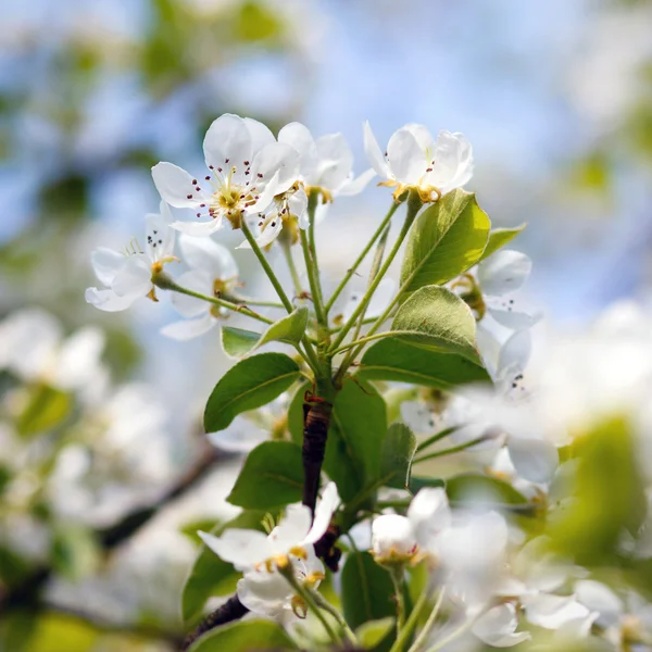 Witte bloemen bloeien op tak — Stockfoto