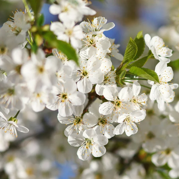 Białe kwiaty kwitnące na oddział — Zdjęcie stockowe