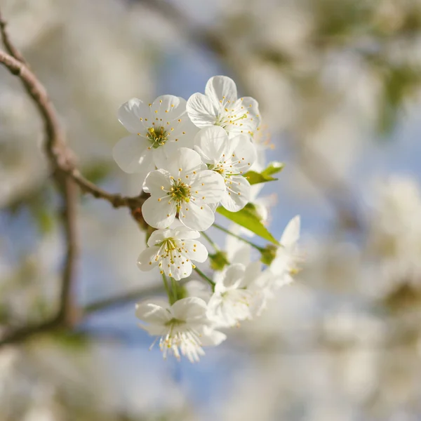 Vita blommor som blommar på gren — Stockfoto