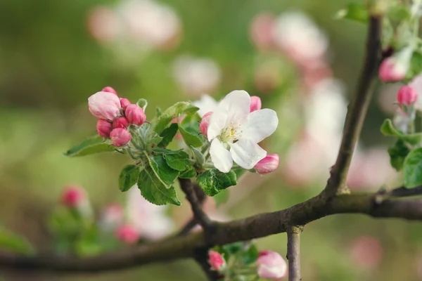 Flores blancas floreciendo en la rama —  Fotos de Stock