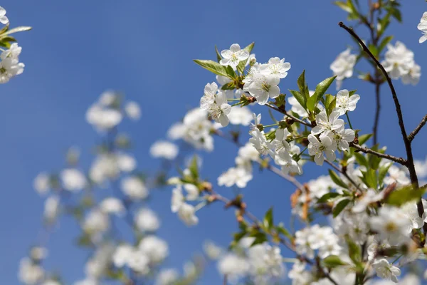 Flores blancas floreciendo en la rama —  Fotos de Stock