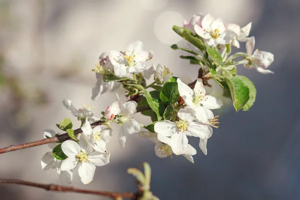 Vita blommor som blommar på gren — Stockfoto