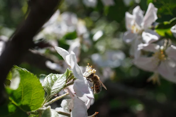 Biene auf einer Blume der weißen Kirsche blüht im Frühling — Stockfoto