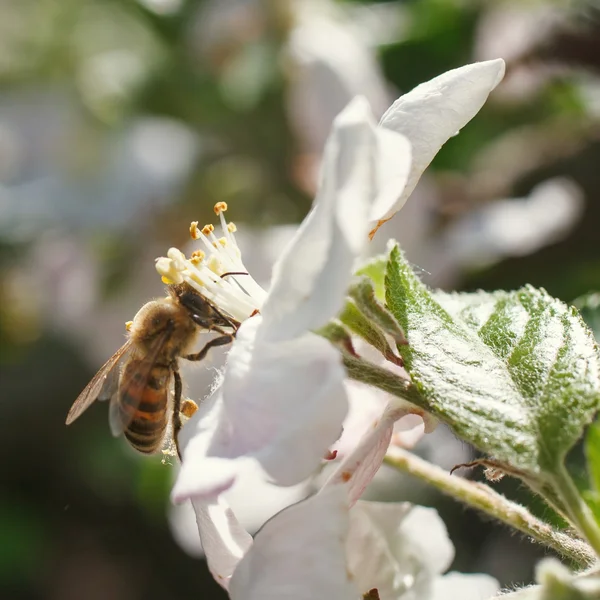 Ape su un fiore dei fiori ciliegio bianchi in primavera — Foto Stock