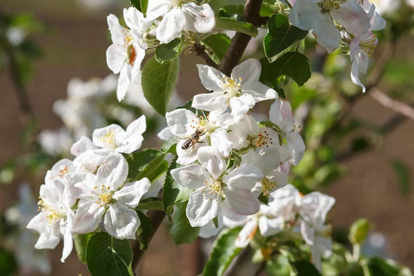 Bee op een bloem van de witte kersenbloesem in de lente — Stockfoto