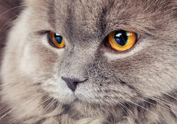 用黄色的眼睛只灰色的猫的肖像 — 图库照片