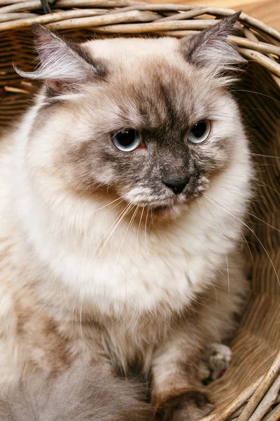 Gato gris en una cesta de madera — Foto de Stock