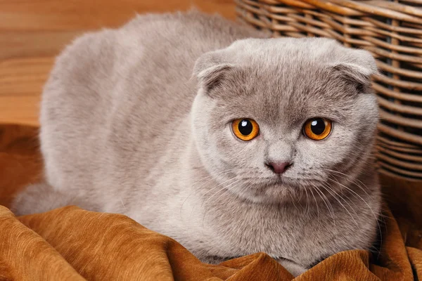 与黄色的灰猫的眼睛苏格兰折 — 图库照片