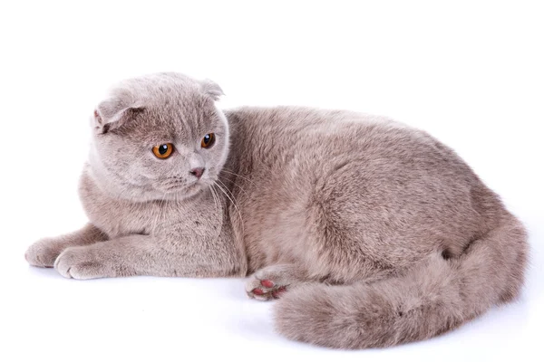 Pliegue escocés gato gris sobre fondo blanco — Foto de Stock