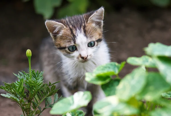 Kleines Kätzchen spaziert durch den Garten — Stockfoto