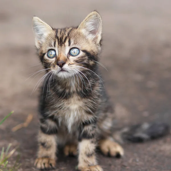 Brown stripes cute kitten sitting and looking — Stock Photo, Image