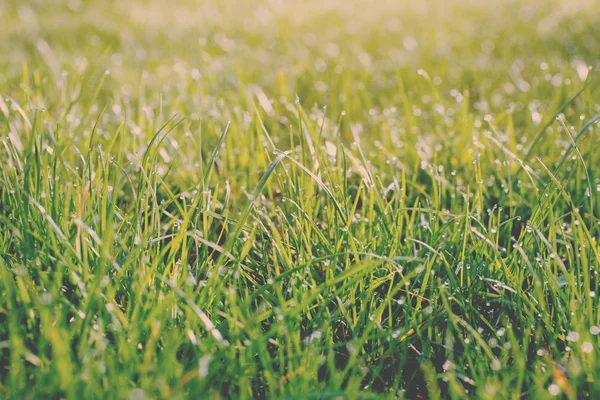 Bovenaanzicht van groen gras — Stockfoto