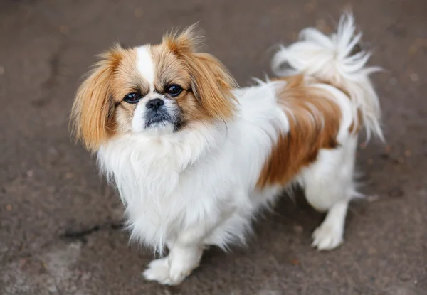 Rolig rödhårig pekingese hund — Stockfoto