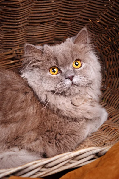 Grijze kat met gele ogen op een houten mand — Stockfoto
