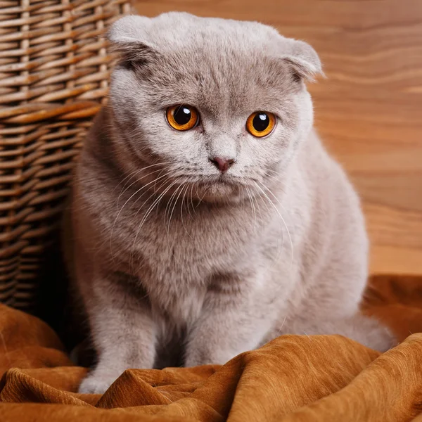 与黄色的灰猫的眼睛苏格兰折 — 图库照片
