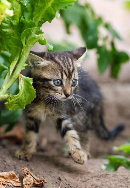 Pequeño gatito caminando en el jardín —  Fotos de Stock