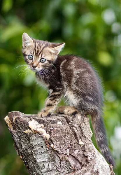 Listras marrom gatinho bonito sentado em um toco — Fotografia de Stock