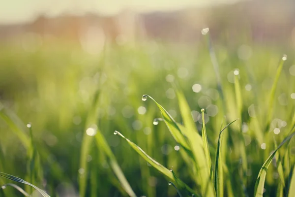 Wassertropfen auf Gras — Stockfoto