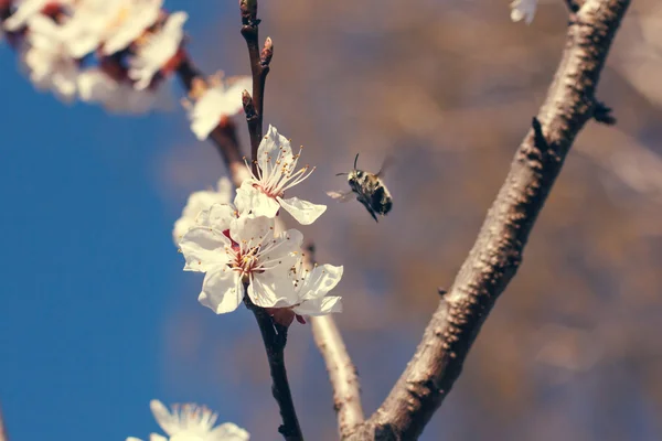 Nahaufnahme von Honigbienen in Kirschblüten — Stockfoto