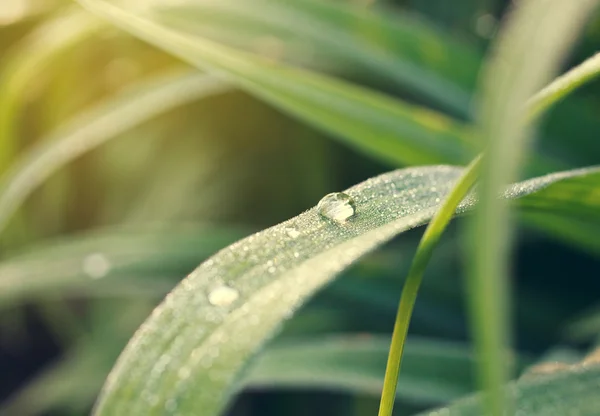 Summer morning dewdrop — Stock Photo, Image