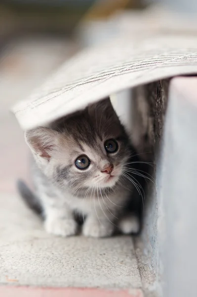 Pequeño lindo gatito siting al aire libre — Foto de Stock