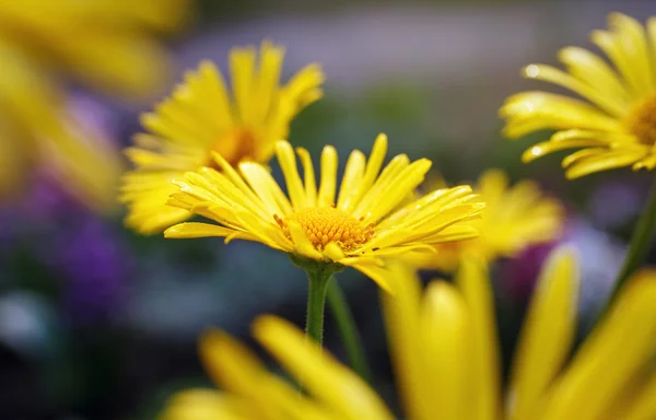 美丽的黄色雏菊 — 图库照片