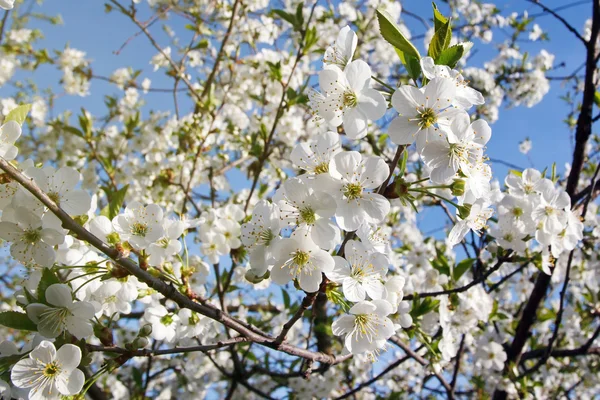 White flowers blooming on branch Stock Image