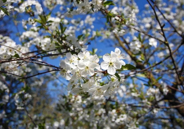 White flowers blooming on branch Stock Photo